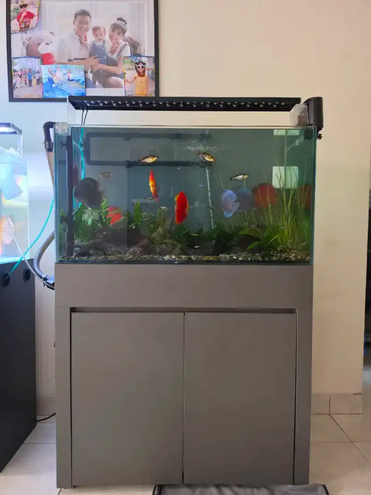 WTS Aquarium Set & Ikan Discus