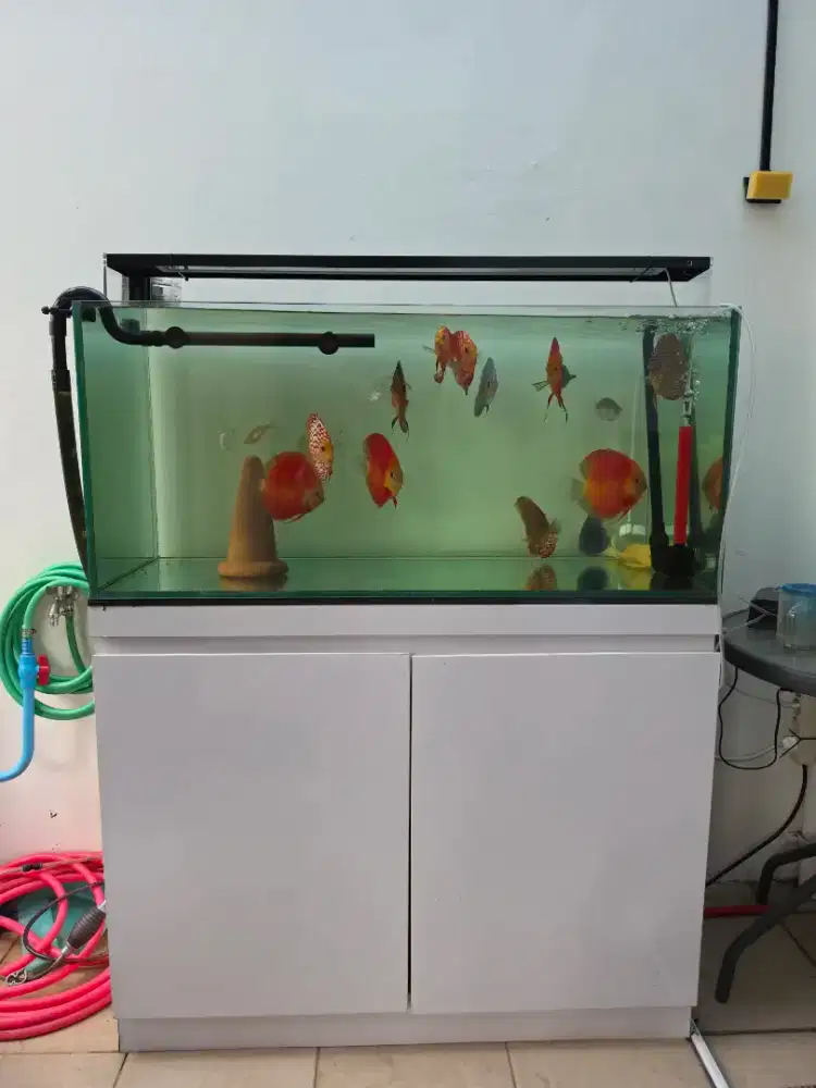 WTS Aquarium Set & Ikan Discus