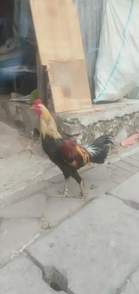 Ayam Bangkok (phamangon)