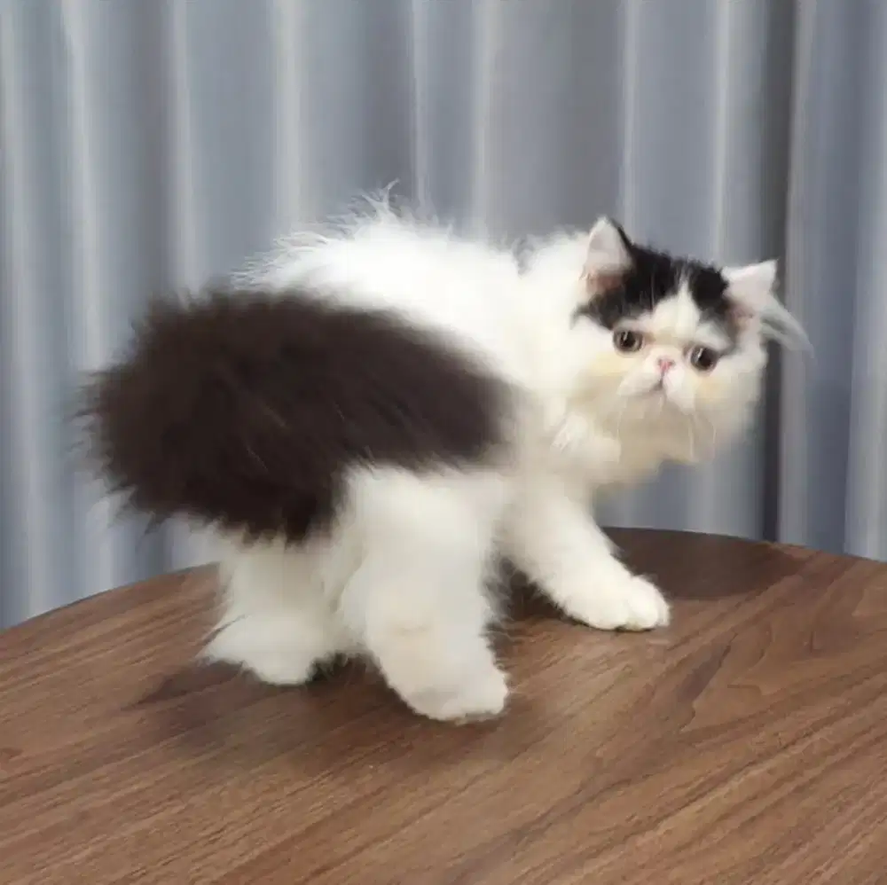 Kucing persia peaknose jantan 4 bln istimewa