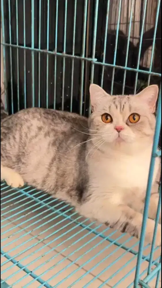 Kucing bah silver betina