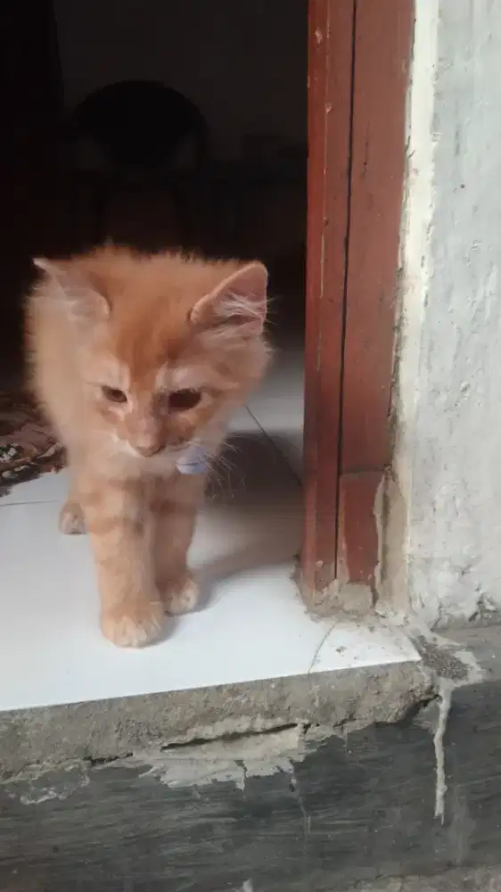Jual kucing pranan mixdom