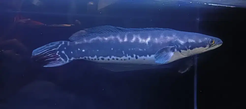 Ikan Toman 43cm