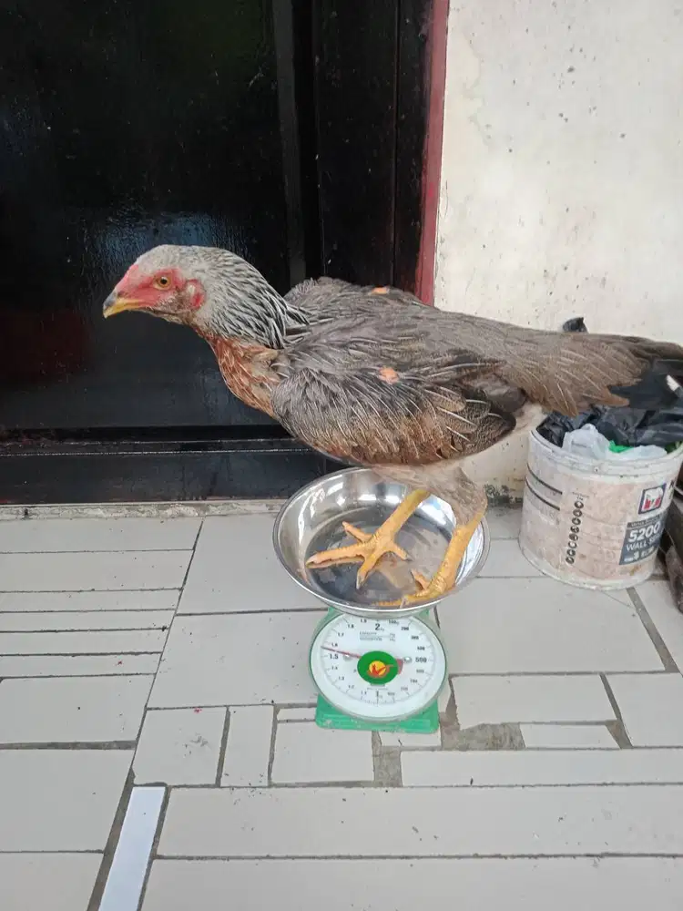 Dijual Ayam Laga