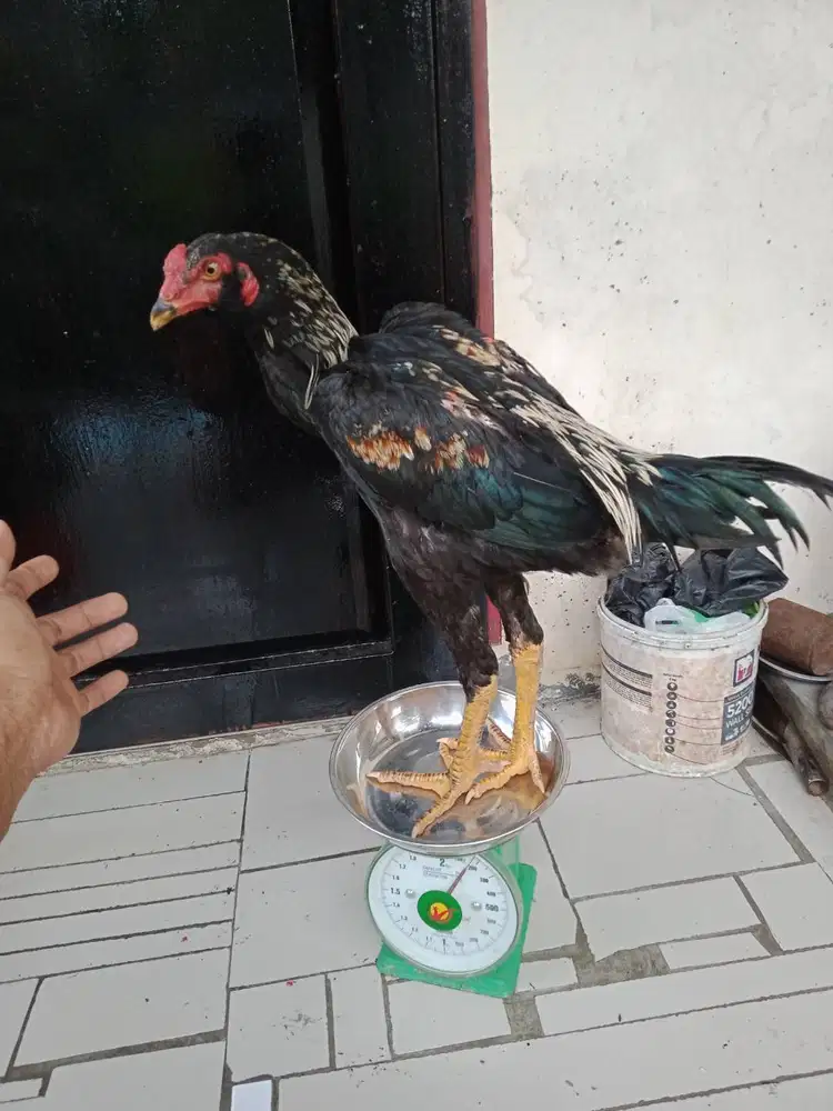 Dijual Ayam Siam Muda