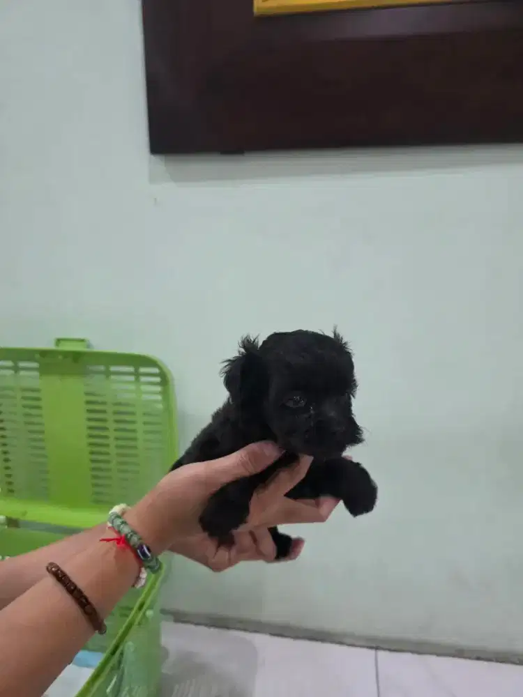 Poodle hitam Jantan jual cepat