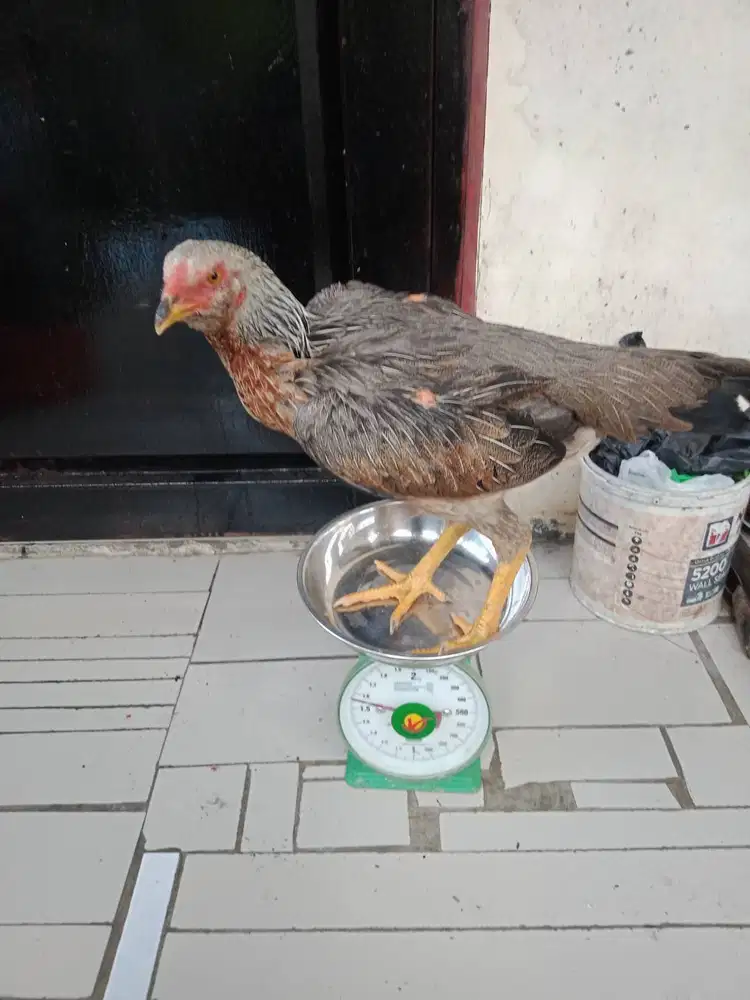 Dijual Ayam  Siam Muda