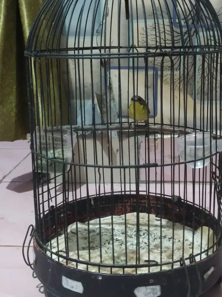 Burung Remetuk Laut Jantan Burung Masteran