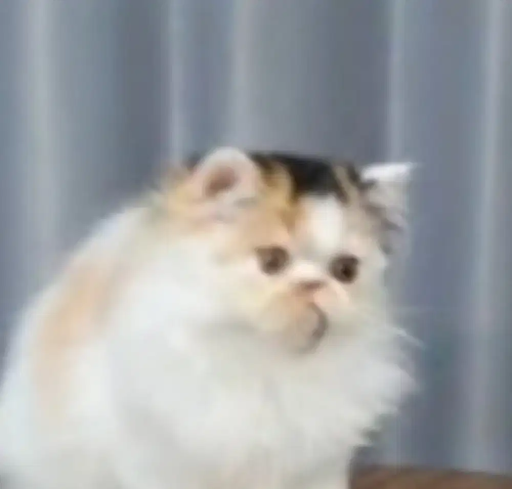 Kucing persia peaknose longhair betina 4 bln