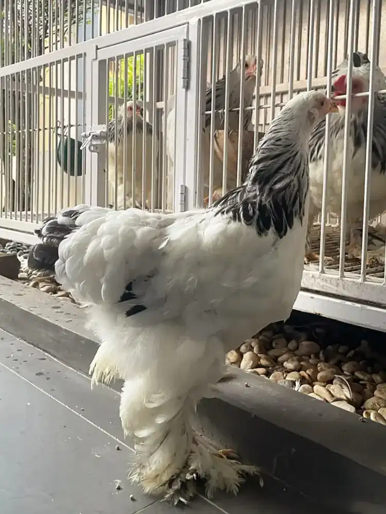 Ayam Brahma Bettina Umur 4 Bulan