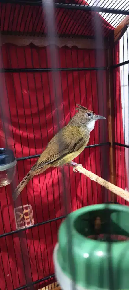 Burung masteran