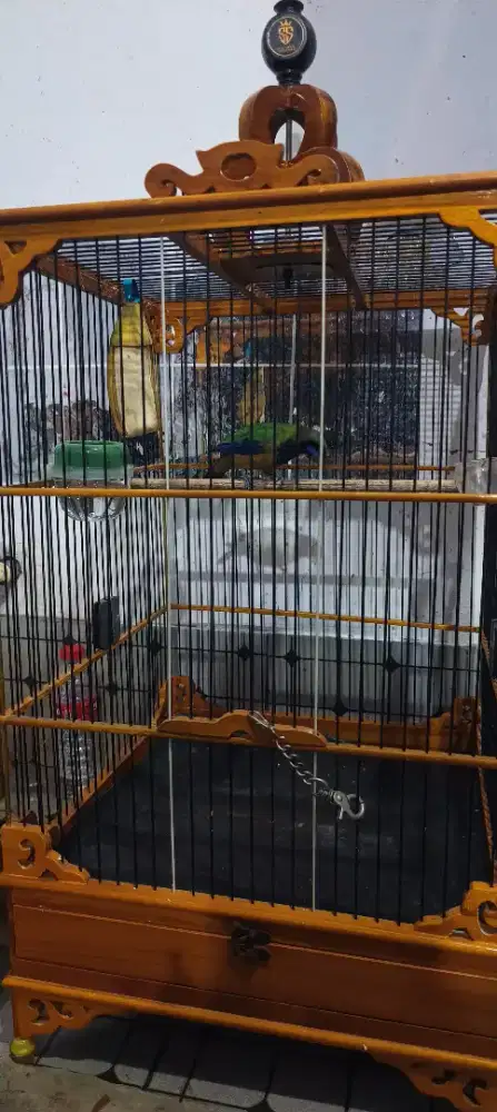 Burung masteran