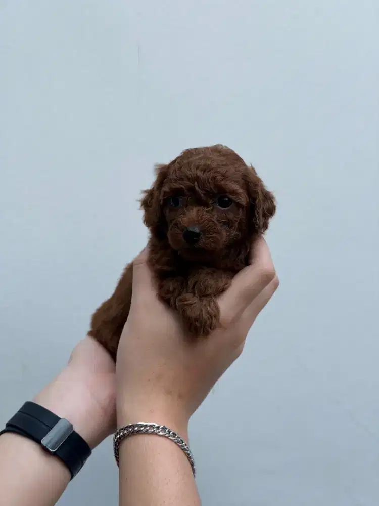 Red/Fawn Toy Poodle