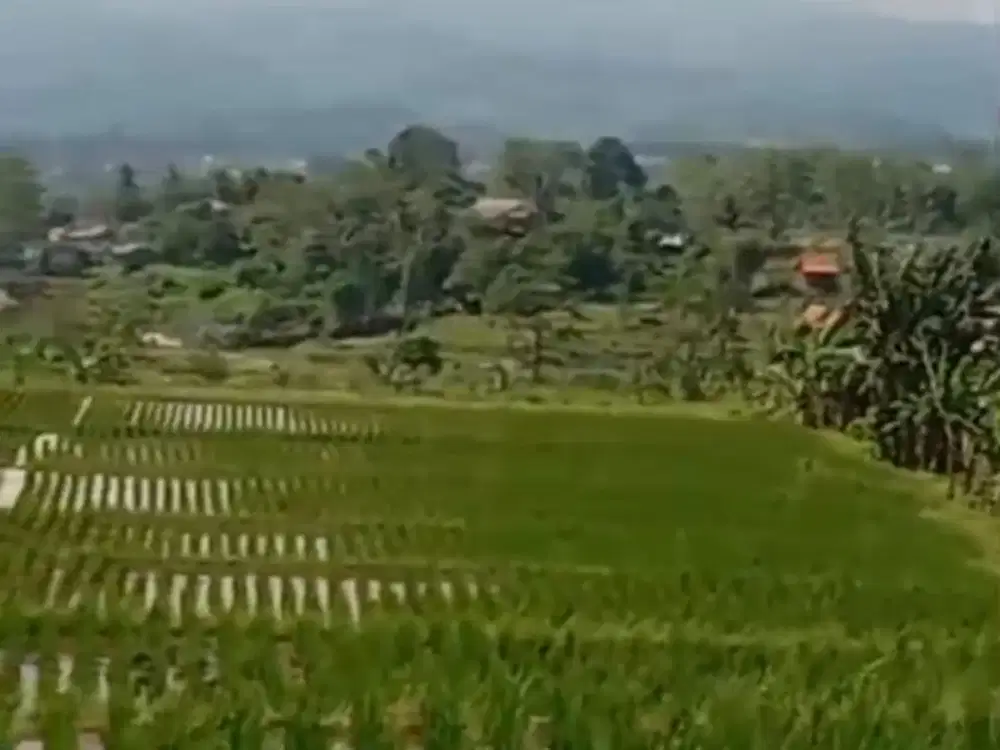 Dijual Lahan Sawah 5.000 m2 di Wates Jaya, Cigombong, Bogor