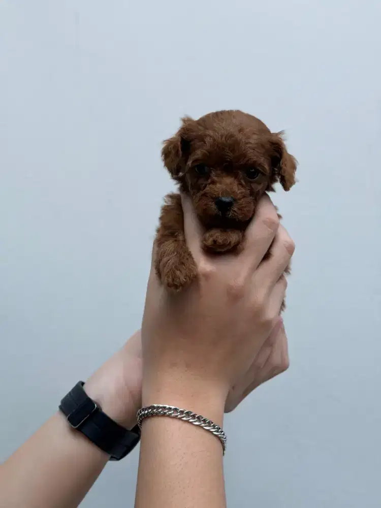 Male Red/Fawn Toy Poodle