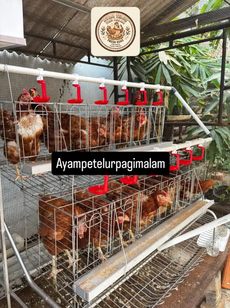 Ayam Petelur 20 Minggu