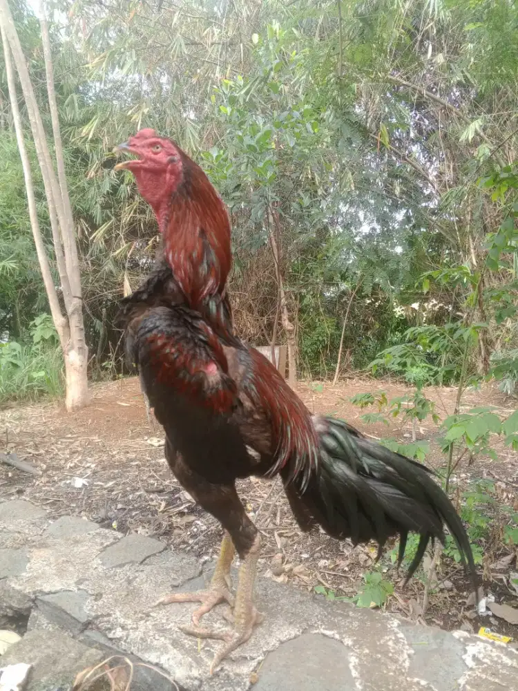 AYAM BANGKOK USIA 1THN UKURAN 5
