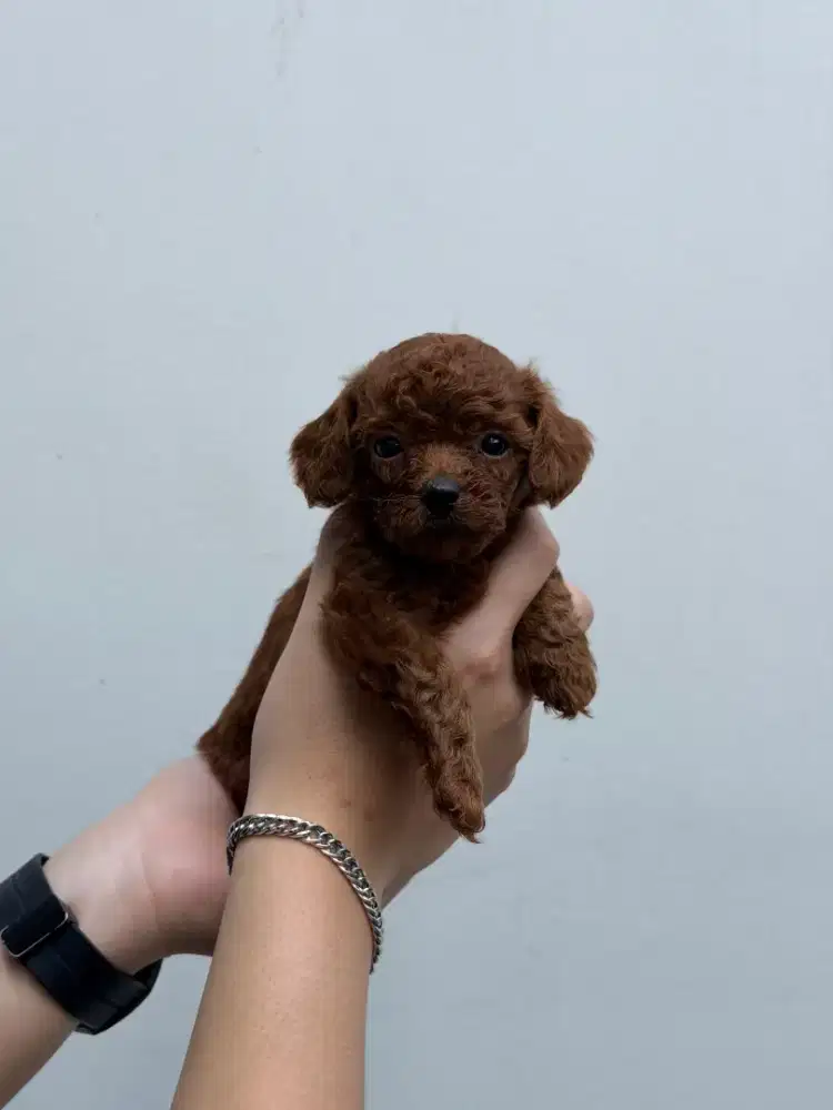 Male Red/Fawn Toy Poodle
