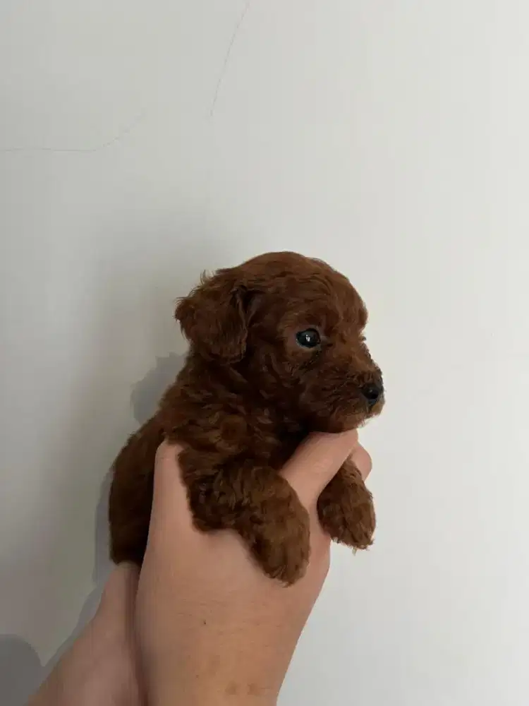 Male Red/Fawn Toy Poodle