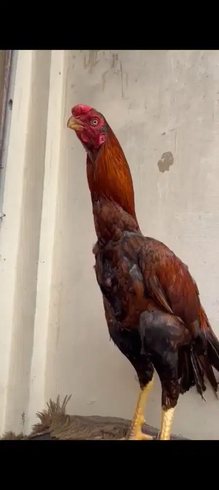 Asel parrot blt siper mewah warna langka postu besar