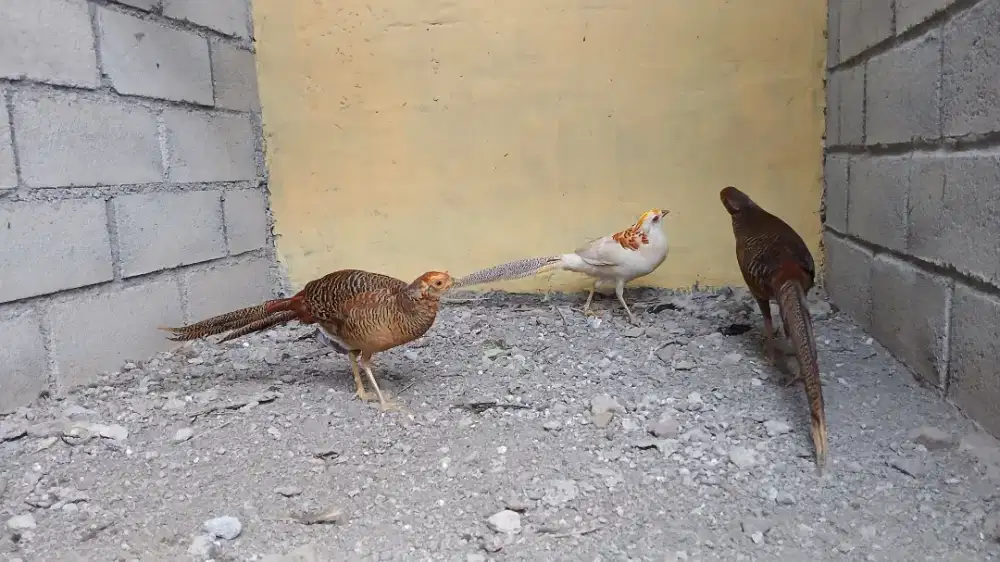 Burung pegar golden