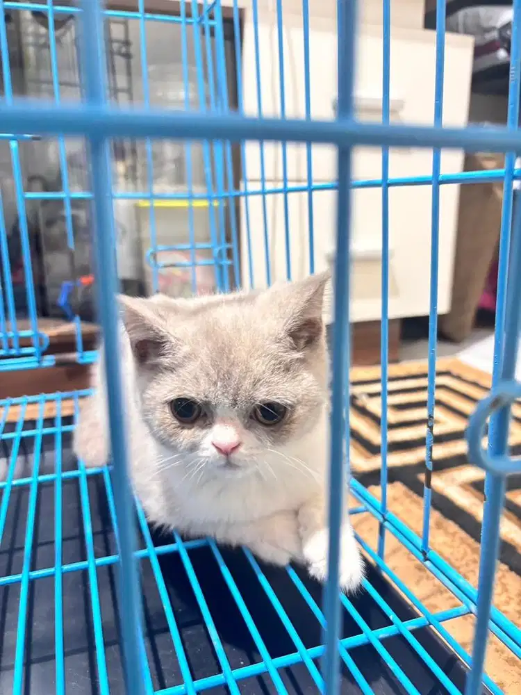 BSH BICO LILAC SEHAT