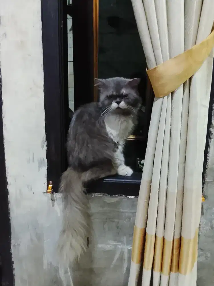 open adopsi Persia bigbone jantan