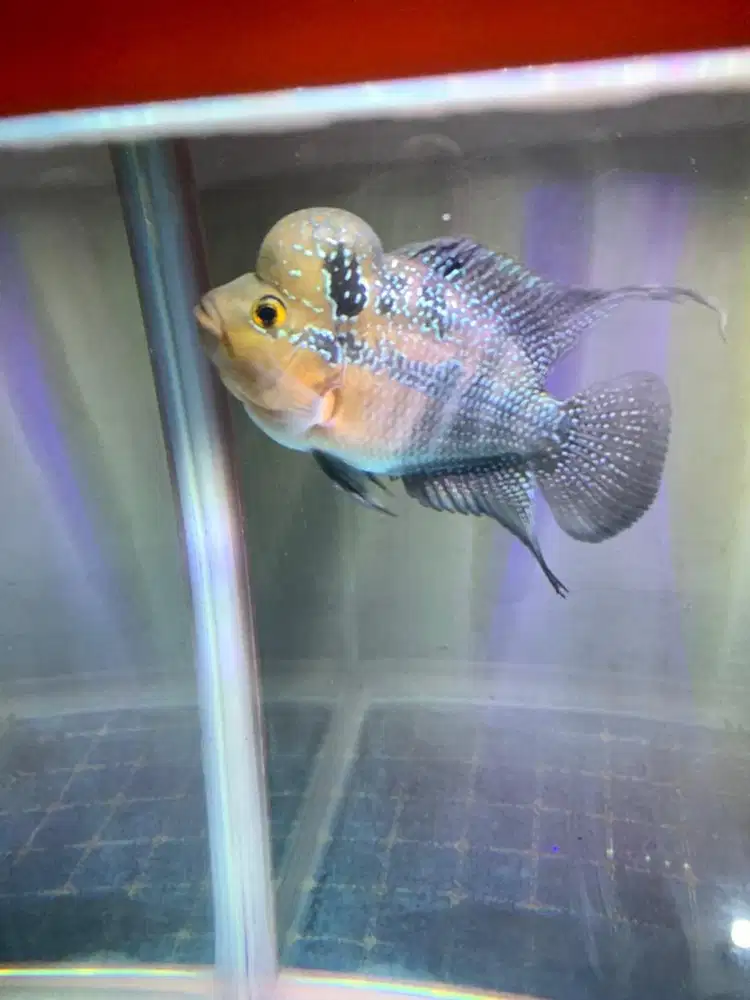 Ikan louhan kamfa remaja