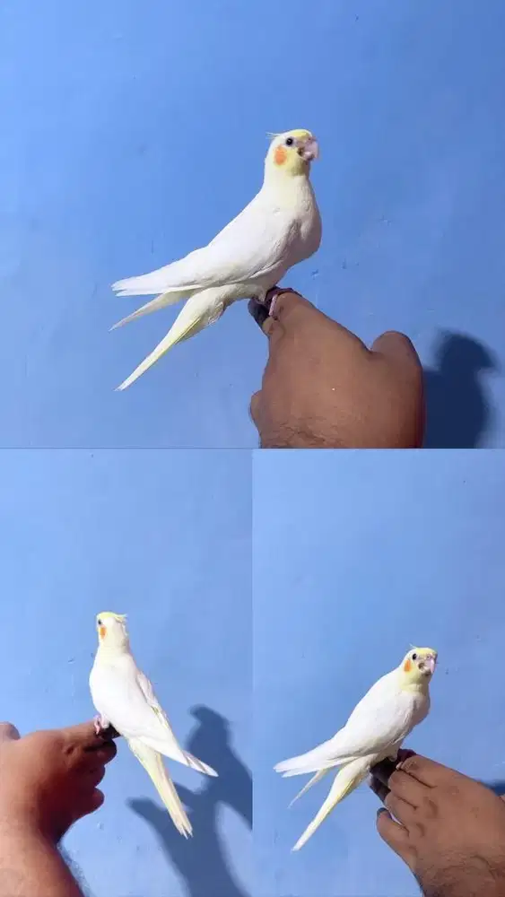 Falk cockatiel lutino mm Jinak total