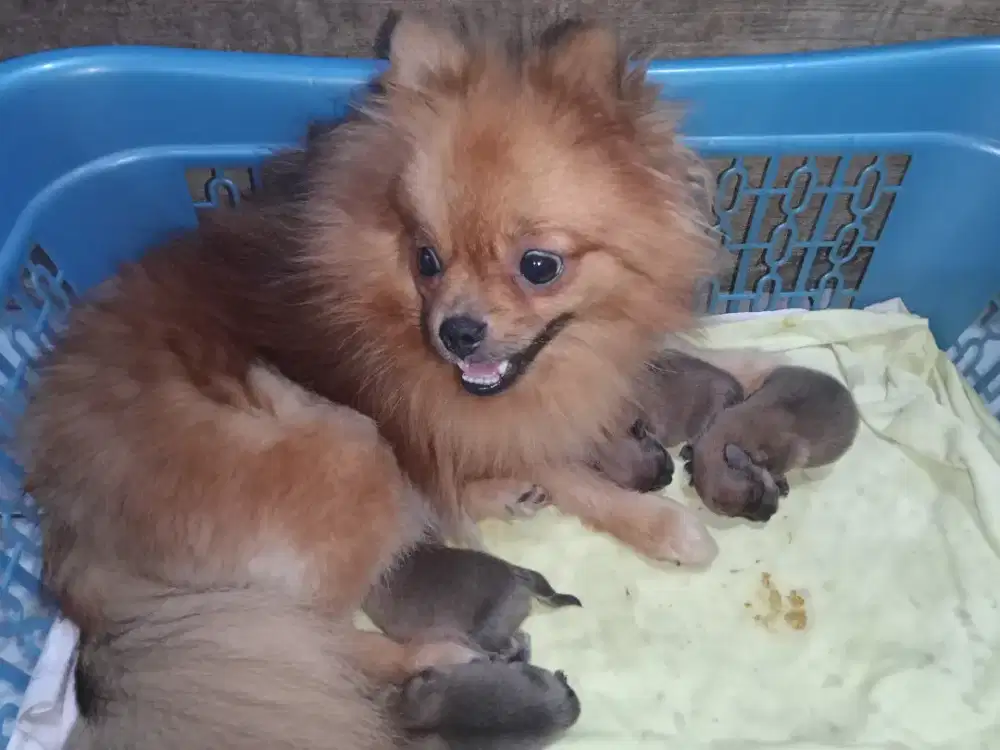 Anak Anjing Minipom Jantan