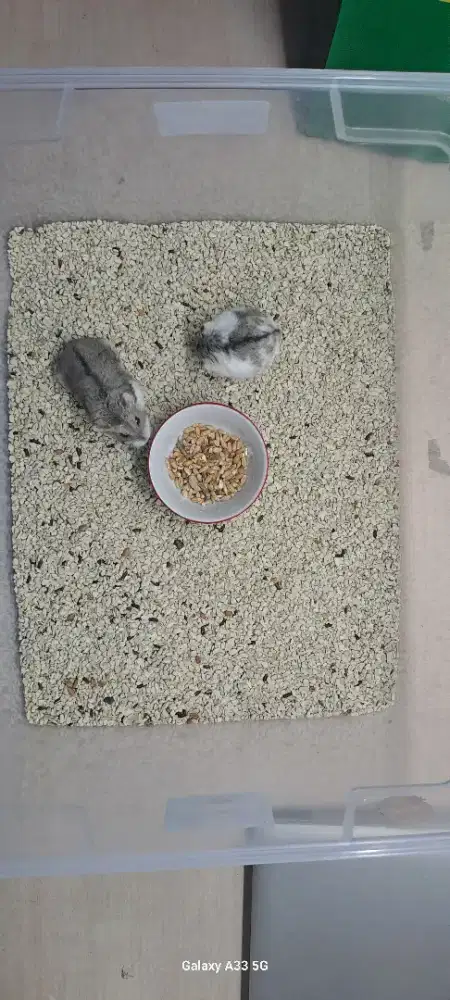 adopt hamster (lengkap dengan gen/ cariernya )