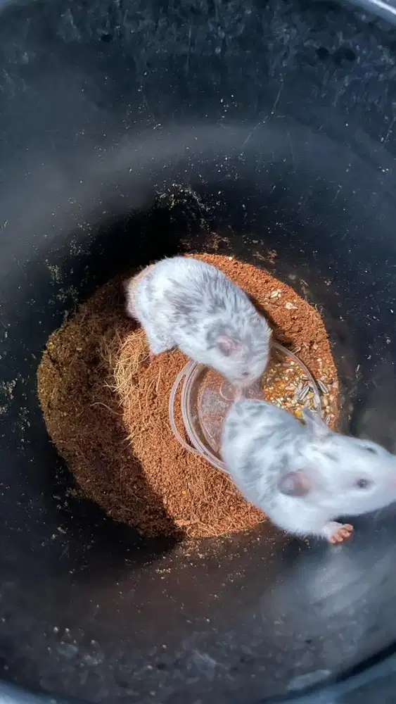 hamster fujiyama