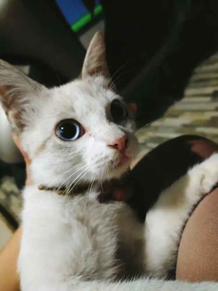 Kucing bermata biru