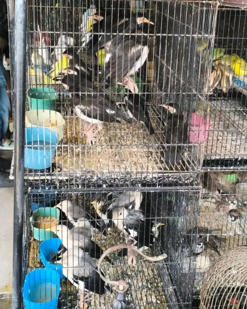 Jalak suren anakan mandiri