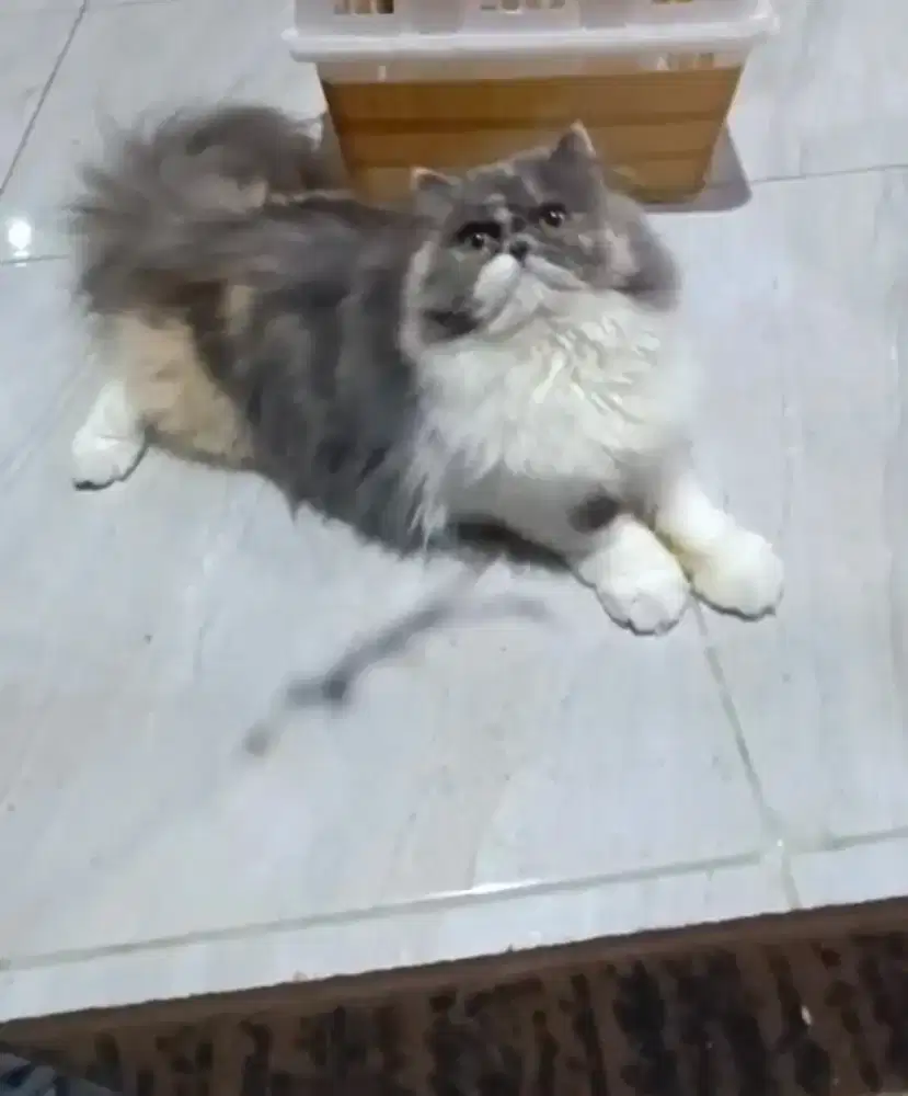 Kucing persia peaknose super gembul 5bln