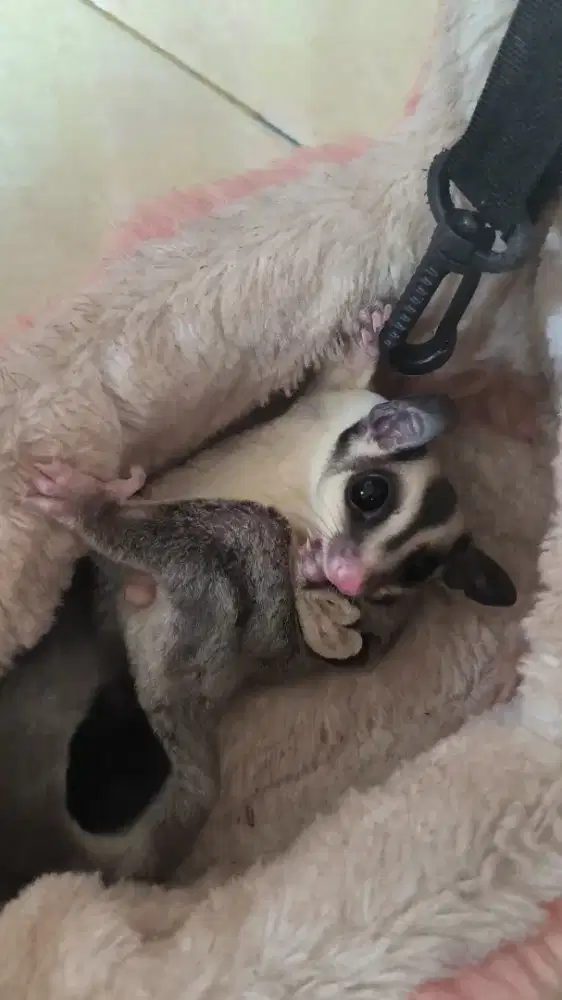 sugar glider jantan cs grey