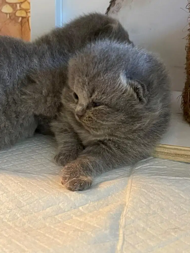 Open adopt BSH kitten