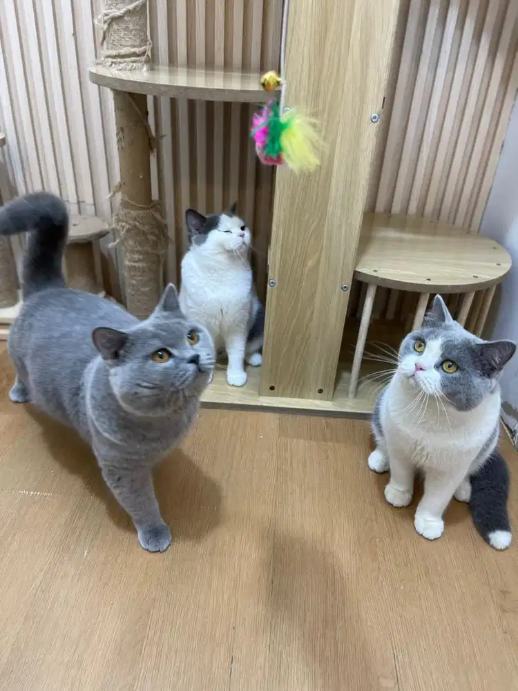 Lepas adopt BSH peranakan rusia dan china