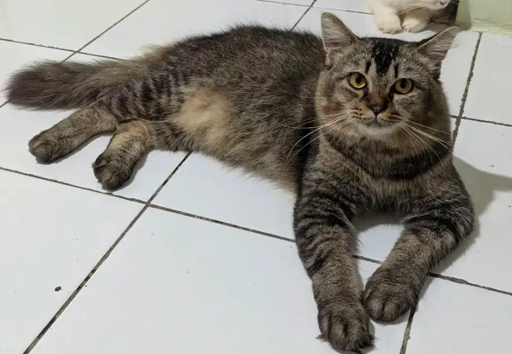 Open Adopt Kucing Ras Persia Usia 12 bulan