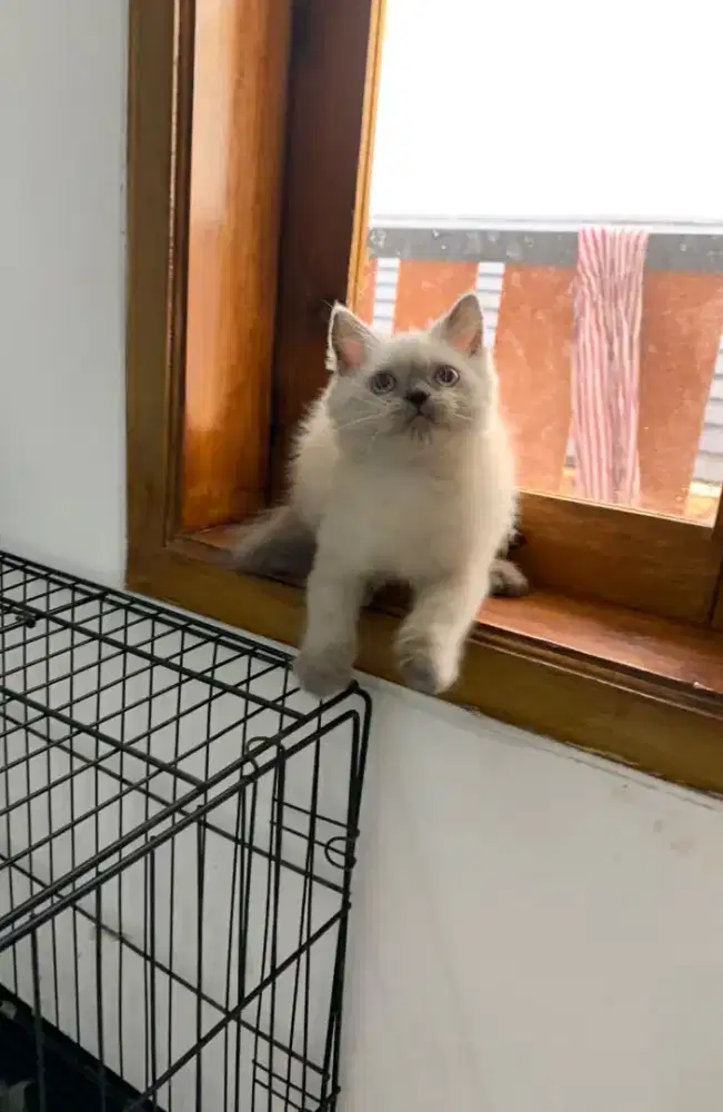 Lepas adopt Bsh Scootis