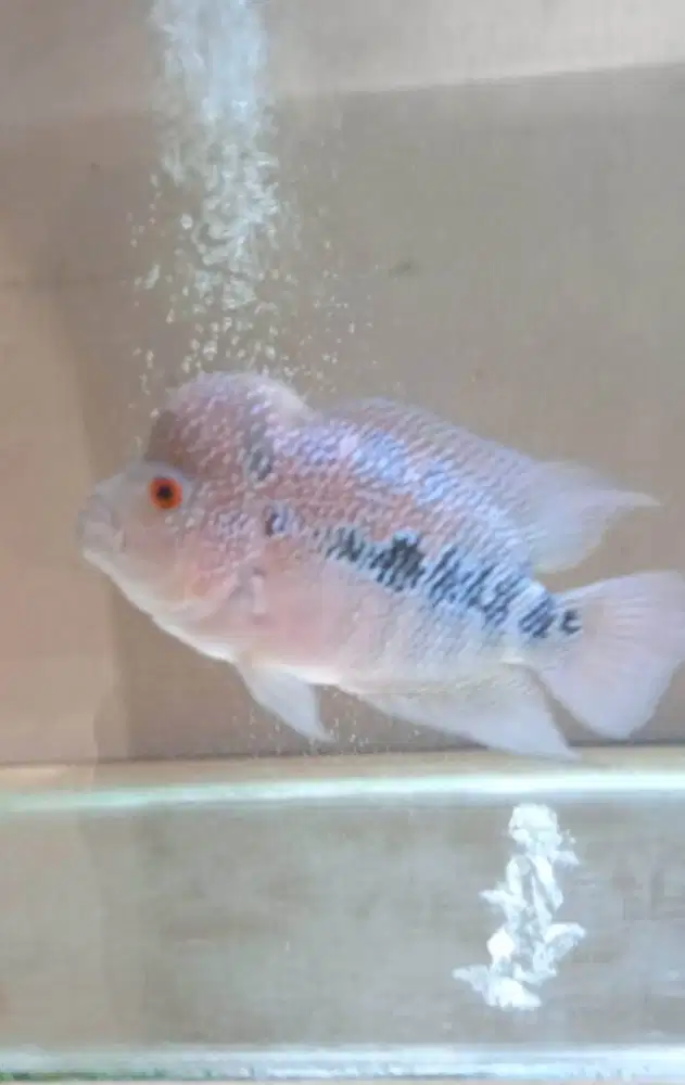ikan lohan SRD 5 jari jenong