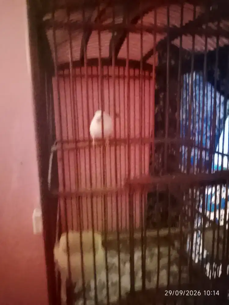 Kenari putih tilas bunyi