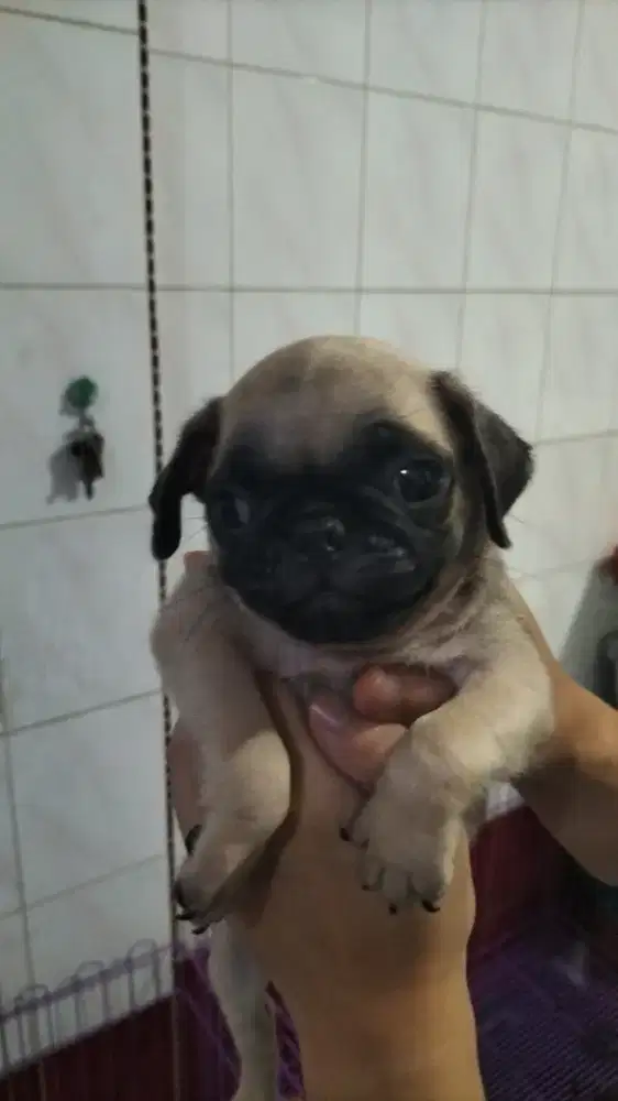 ready pupies Pug jantan