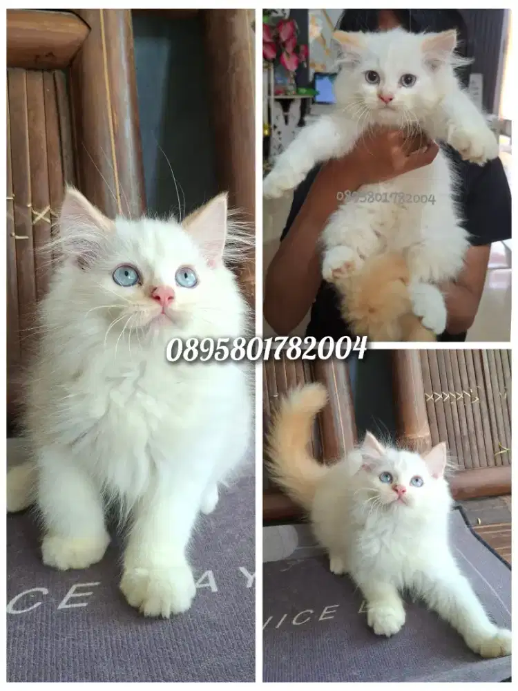 Anak kucing  anggora /kitten persia jantan /kucing persia flatnose
