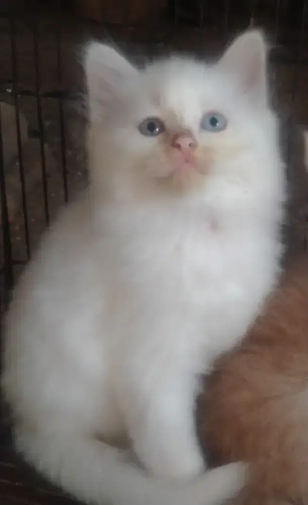 Anak kucing anggora/kitten flatnose jantan/kucing persia  jantan