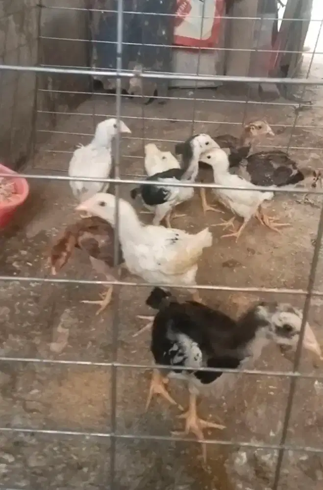 Ayam bangkok pakoy 9 ekor