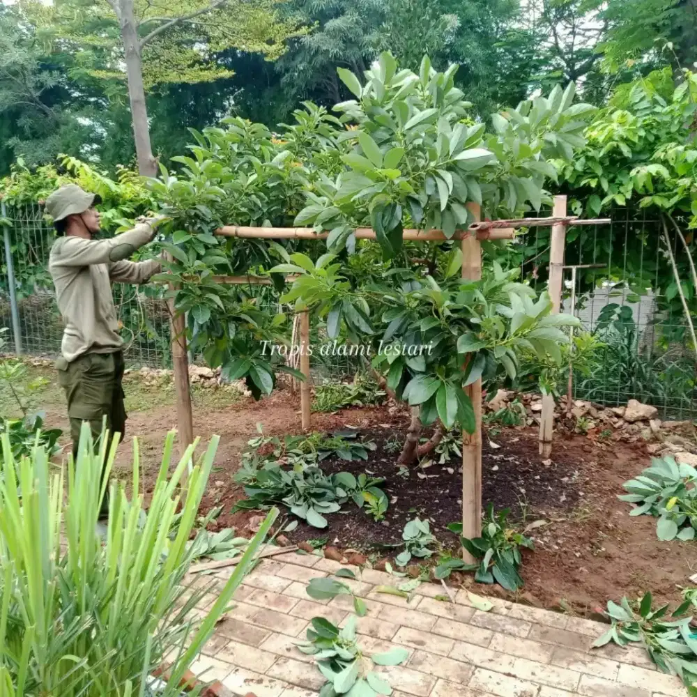 Jasa perawatan tanaman hias dan buah buahan