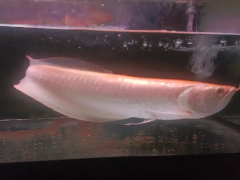 Ikan arwana albino