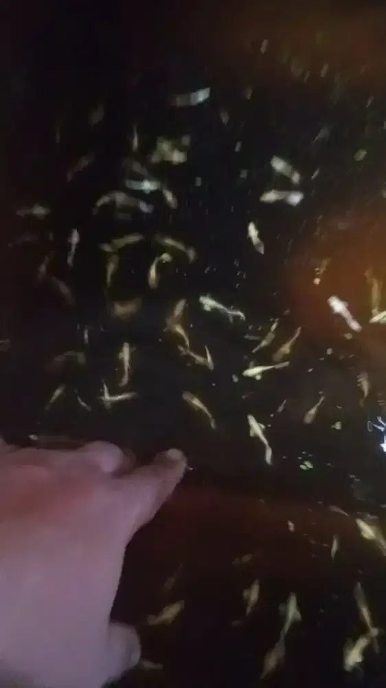 ikan Guppy gold..
