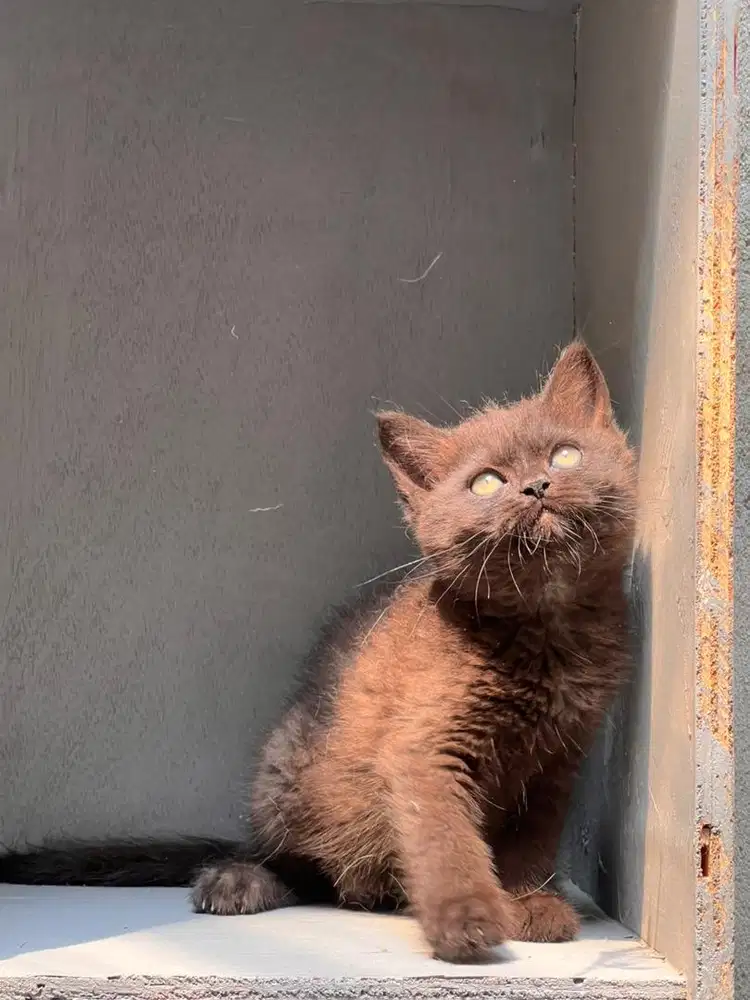 Kucing british shorthair dark choco betina